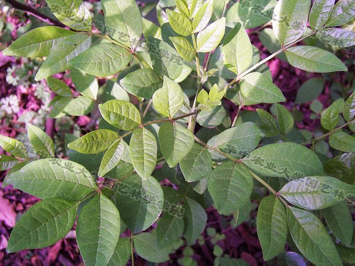 野花椒的介绍