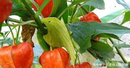 泡水,清热解毒、利尿降压、抑菌抗癌,效果好,见