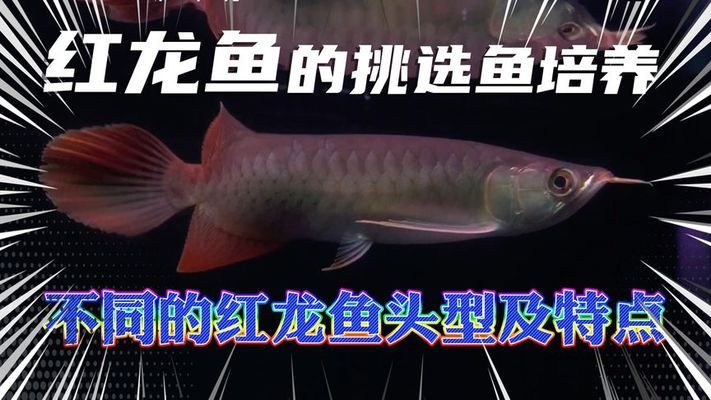 长兴雉城新艺水族馆（长兴雉城新艺水族馆电话）