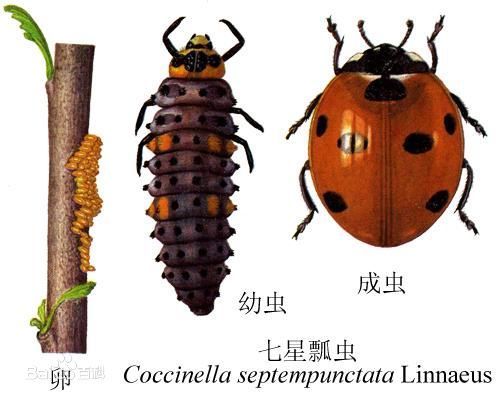 七星瓢虫的幼崽是什么?_360问答