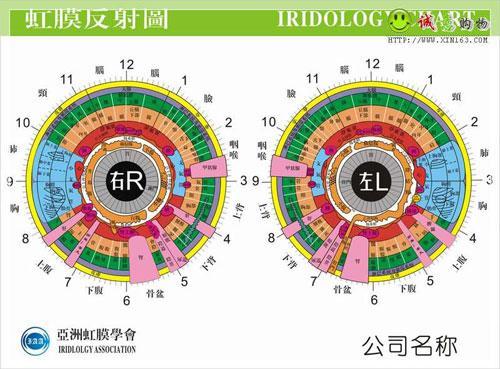 概述 最新虹膜学左右眼反射图 本虹膜左右眼反射图详细的表示了身体