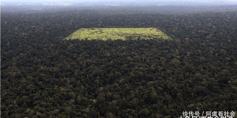 近30年来巴西森林面积减少了53.16万平方公里