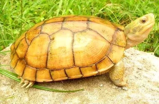 互动性最强的龟是什么品种(巴西龟饲养技巧有哪些?)