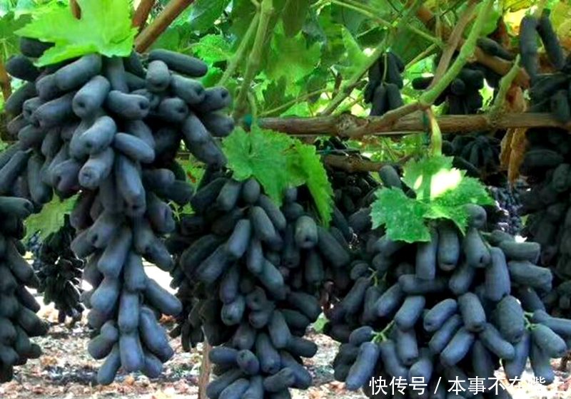 农村水果摇钱树50元一棵,亩产4000斤,一亩赚