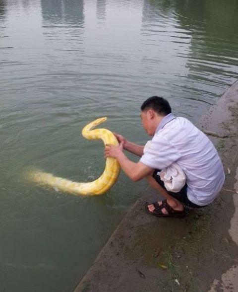 男子在湖边发现条黄金蟒, 随后发生的一幕, 让大伙看得愣神了