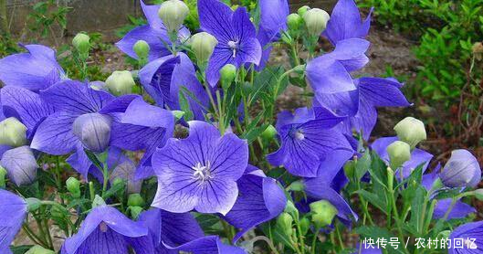 2018年种植什么中药材最赚钱种植未来5年将稀