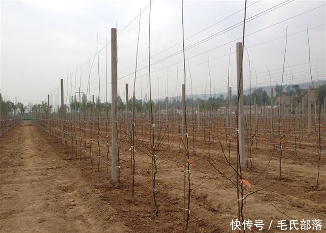 苹果树栽培技术|苹果树带分枝大苗建园当年冬季修剪原则