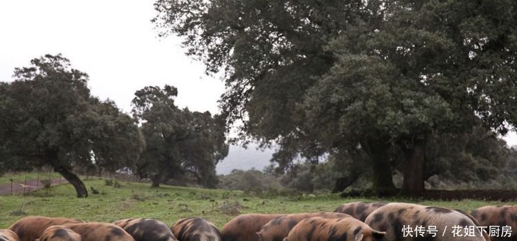 男子制作全球最贵火腿,全球每年限量80根,售价