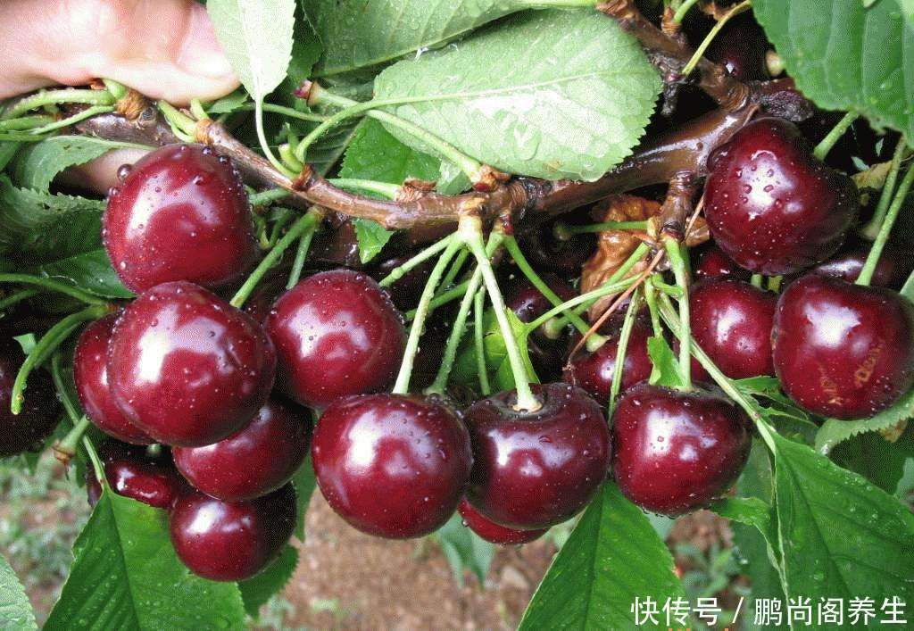 尿酸高别慌,多吃这几样食物,促进尿酸排泄,痛风