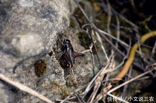 蟋蟀有哪些天敌?主要食物是什么?它能活多久