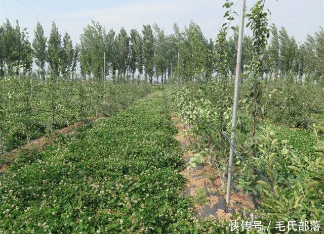 苹果树栽培技术｜现代苹果园“三节”栽培技术研究