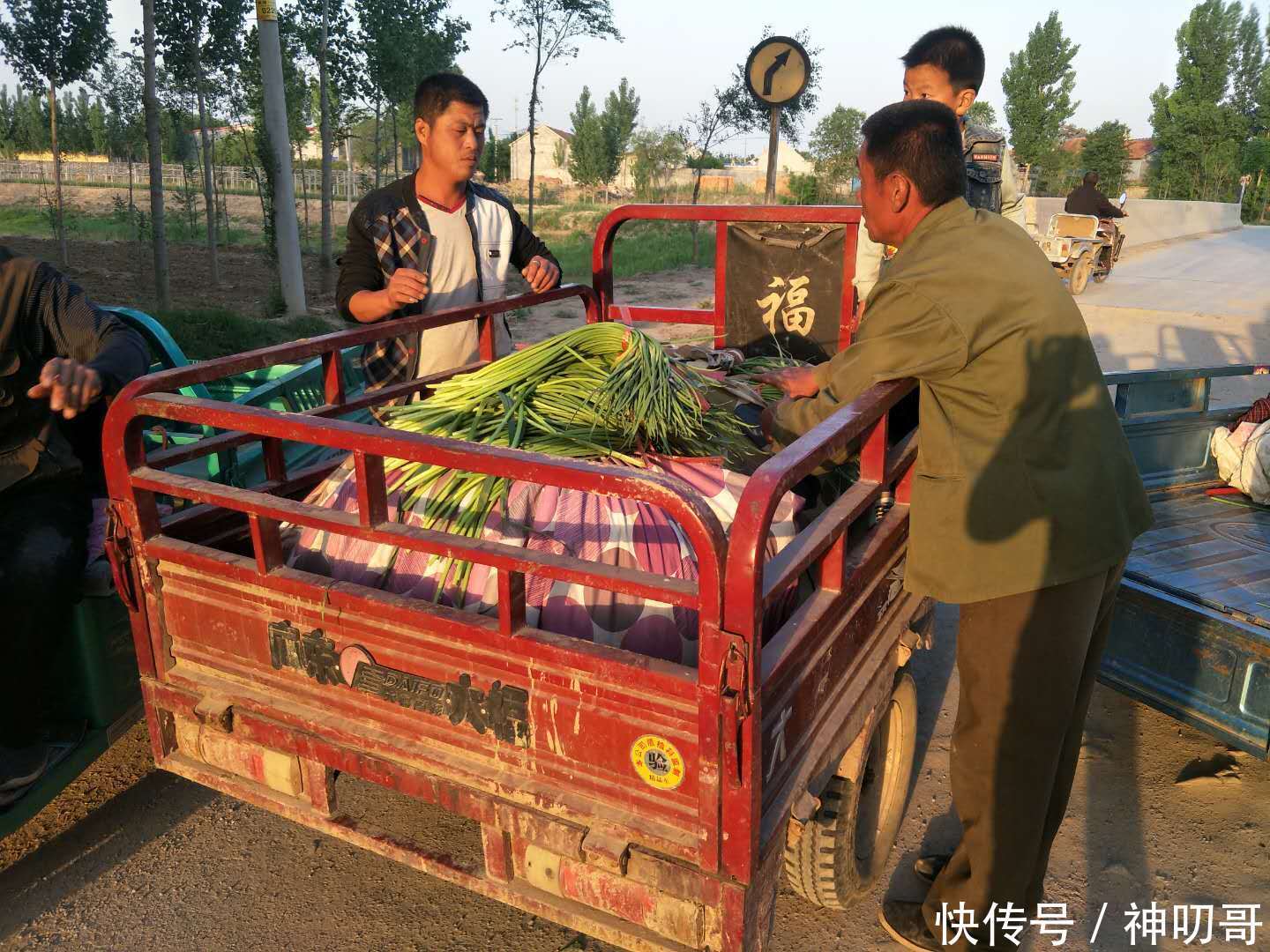 今年蒜苔价钱开门红，出价1.3，农民乐开花