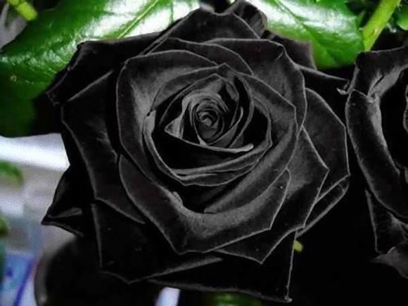 惊艳世人：土耳其哈尔费蒂黑玫瑰
