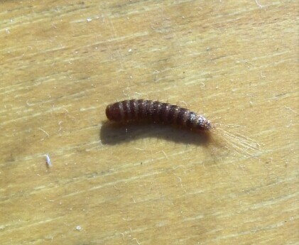 这是什么虫子呢?是在衣柜和床下发现的,以前也