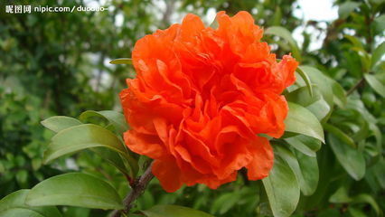 石榴花是什么样的_360问答