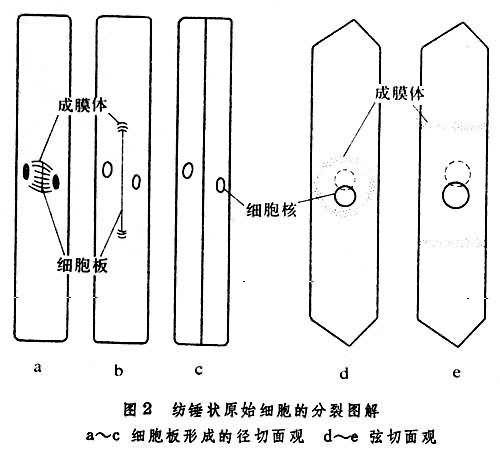 纺锤状原始细胞向内分化出次生木质部,向外形成次生韧皮部时,不像通常