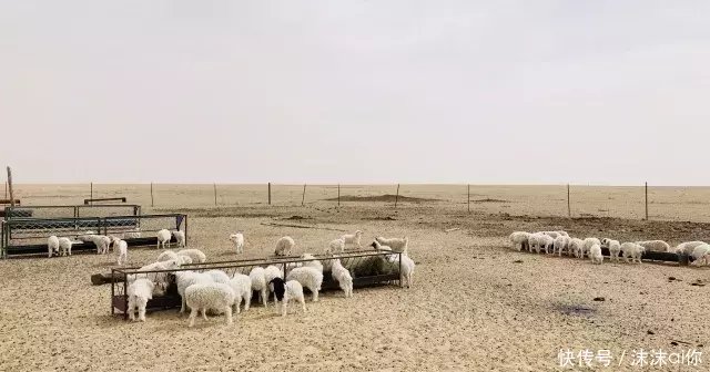 一只羊多赚500元!22岁丧父创业,他怎么凭一辆