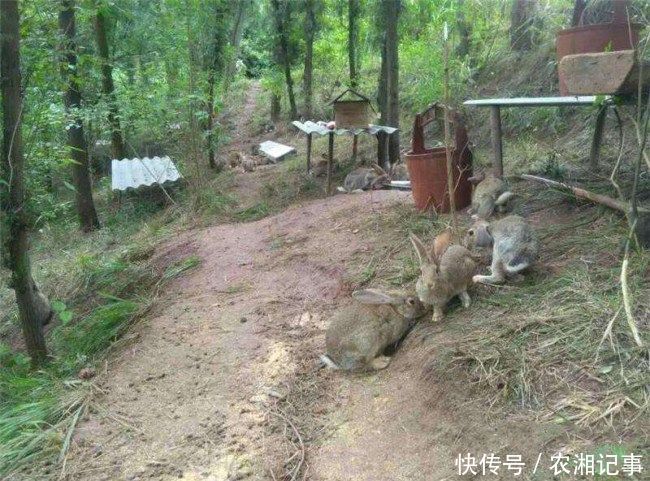 农村小伙养殖体重3-5斤的它，年产值几十万元