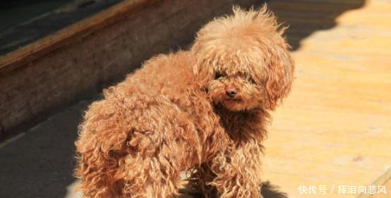 别人家的泰迪狗都听话,你的为什么不听话告诉