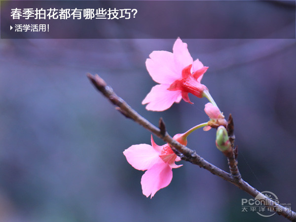 春天拍好花儿都有哪些技巧?试试这些招式吧 - 天地人 - 天地人和 春天拍好花儿都有哪些技巧?试试这些招式吧 - 天地人 - 天地人和