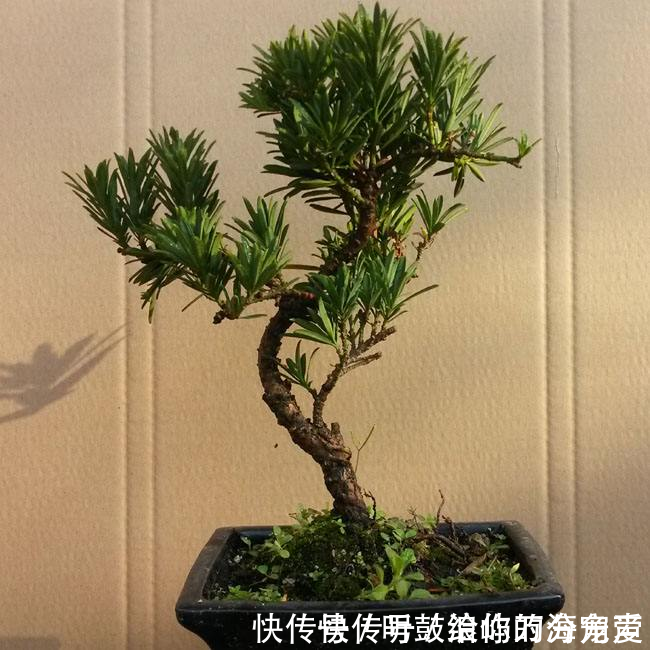 就想养棵罗汉松,无奈价格太贵,剪1枝条种下也