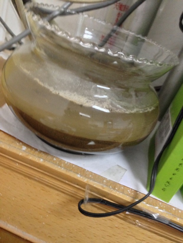 请教各位大神,我的碗莲11月8号种的到今天已经