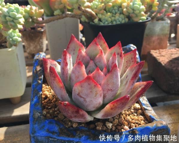 多肉叶插多久能发芽长出 t01734028da4888ce6c.jpg