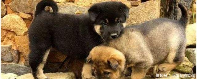 剪了妈妈的旧毛衣给小狗做衣服,狗狗笑了,我哭