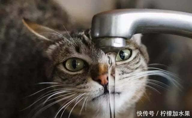 猫不爱喝水容易得病,怎样让猫主动喝水?这几个