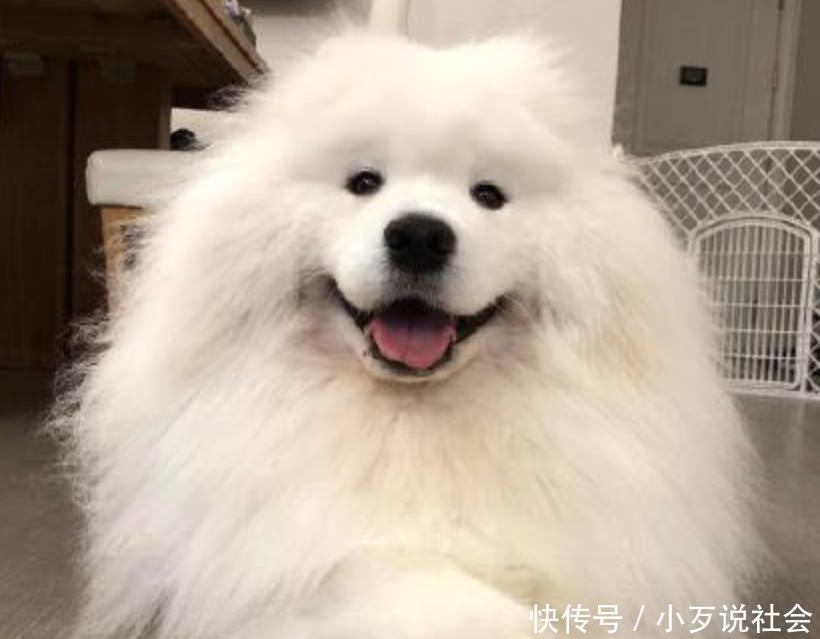 萨摩耶我是v男生男生,柴犬我是天使图片,哈士猪表情发对的女生表情包大王图片