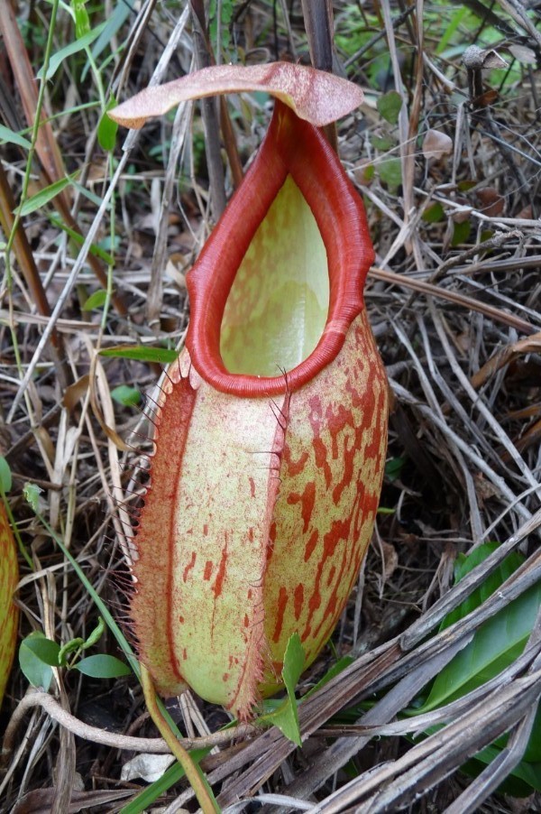 霍尔登猪笼草