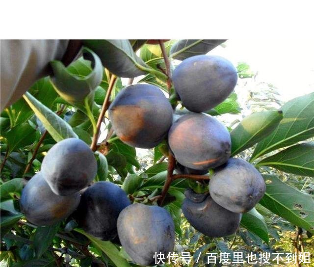 我国最新的果树,种50棵,产量5000斤,比百香果