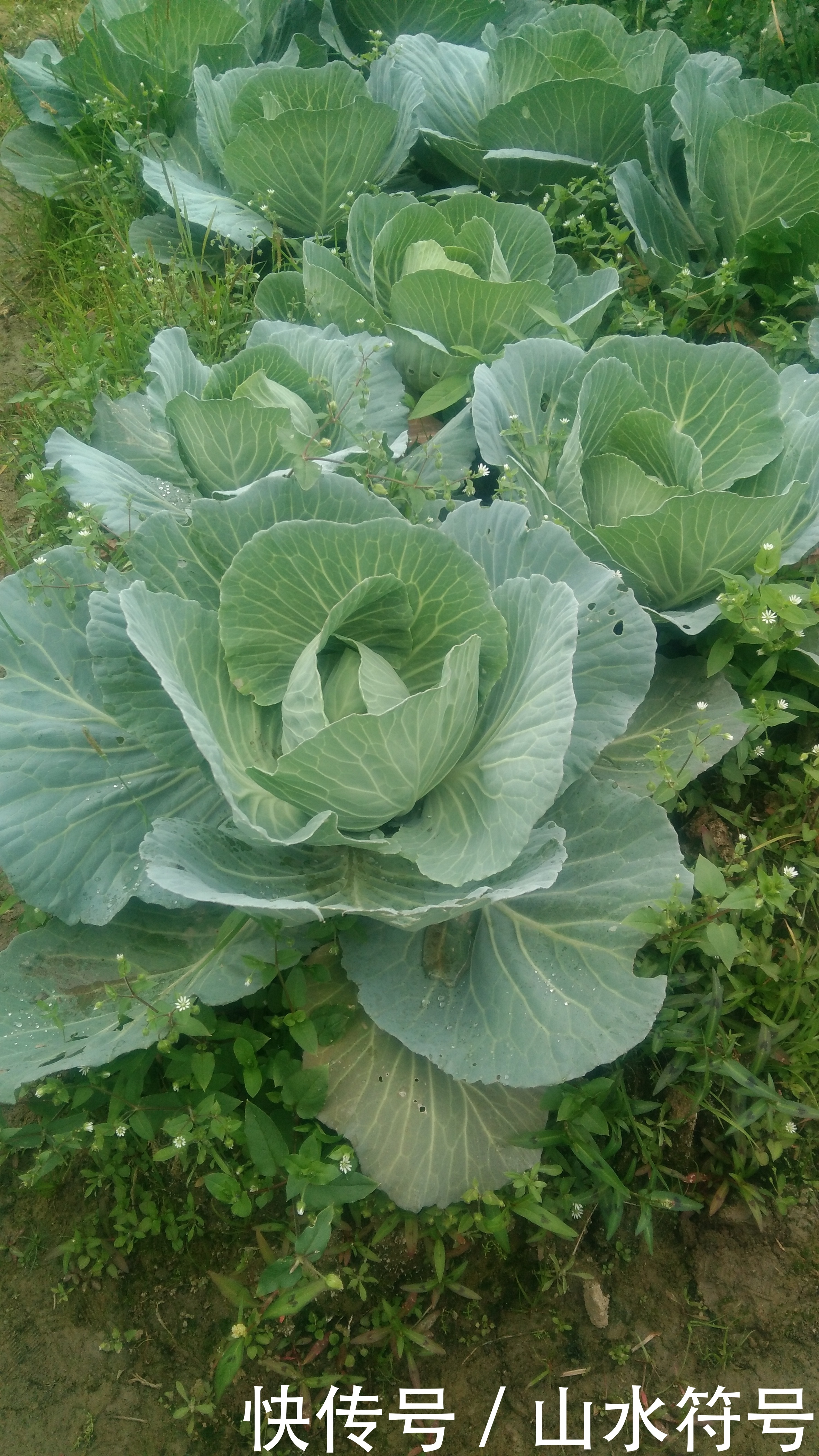 春节后的农田景象广西浦北县白石水