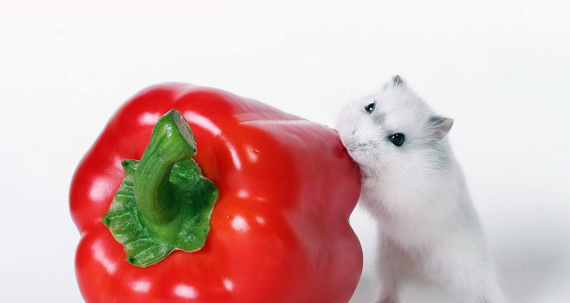 仓鼠软萌可爱很招人喜欢,可经常出现咬人行为