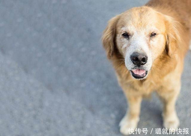 老人与狗子朝夕相伴多年,狗子却忽然跳楼