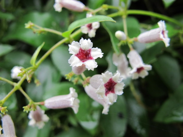 这是什么植物,花小小的,白色串串_360问答