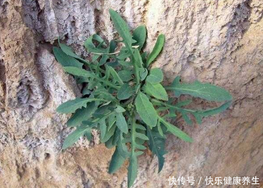 记忆力减退、头疼、流鼻涕,鼻炎惹的祸?用民间