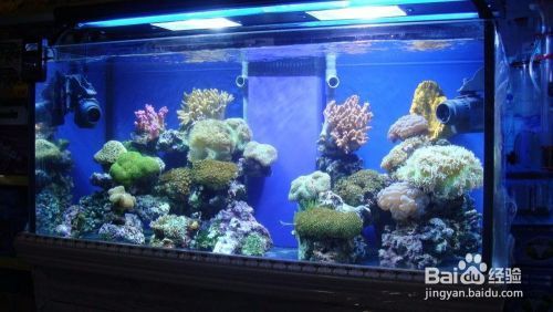 鼎城區(qū)海麗雅水族館（海麗雅魚缸官網(wǎng)電話）