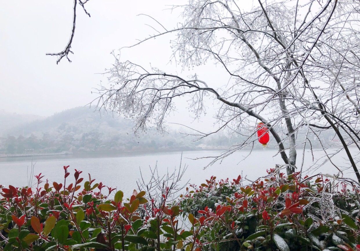 武汉花乡茶谷,2019凌寒绽放的梅花与诗歌礼赞