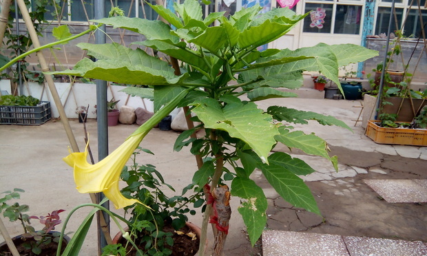 卖花的说叫"金香玉",有人说叫"