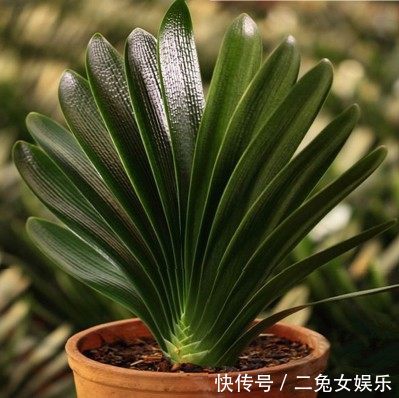 盆栽花卉君子兰 t0179db67dcb4264e7b.jpg