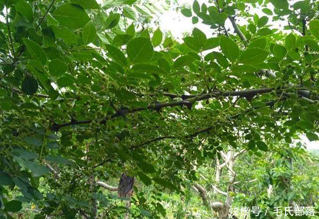 花椒树栽培技术|青花椒实用栽培技术之施肥管