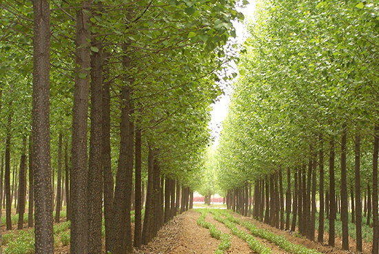 中国速生杨每亩可以种植多少颗_360问答