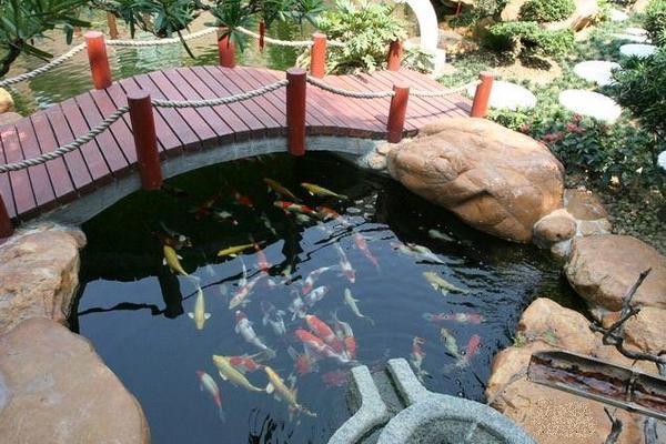 嵩縣陽(yáng)光水族花卉店（嵩縣陽(yáng)光水族花卉店電話）