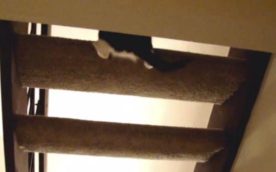 奶牛猫就是猫界的一股清流,上楼梯的方式都如