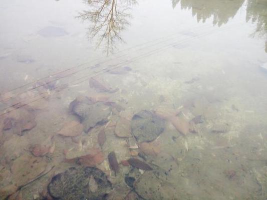 黑龍江大發(fā)國際貿(mào)易有限公司羽龍水族館（黑龍江大發(fā)國際集團(tuán)）