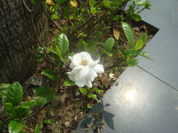 小灌木,开的白花香气浓郁.请问花名.