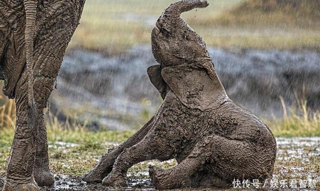 非洲小象摔倒在泥泞中,无力站起只得像母象求
