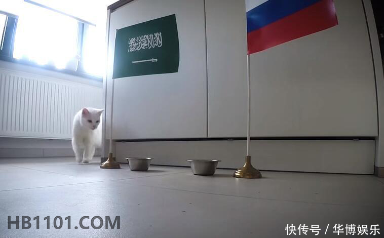 世界杯官方预言帝!白猫阿喀琉斯吃猫粮预测