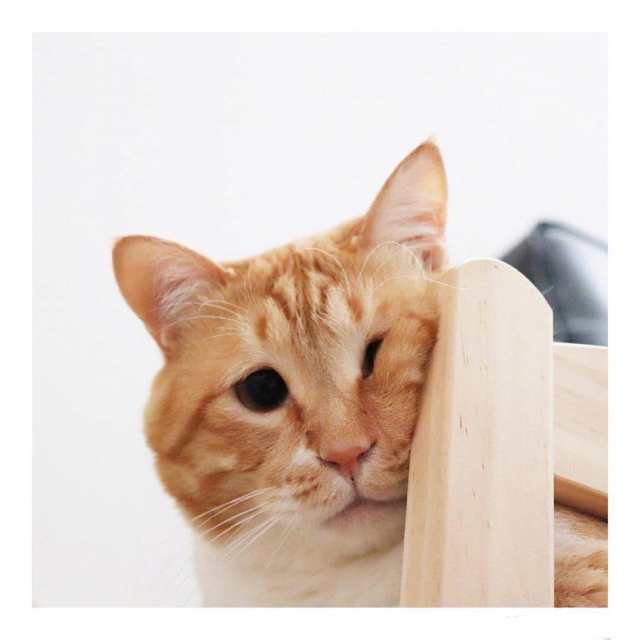 有一只橘猫算了关键,胖也就走红,网络吻的动图表情图片大全集是还长着图片